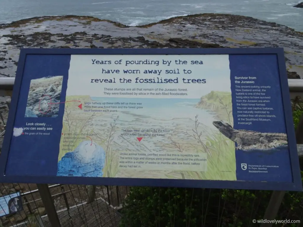 interpretative sign at the fossilised forest in curio bay. it says "years of pounding by the sea have worn away soil to reveal fossilised trees"