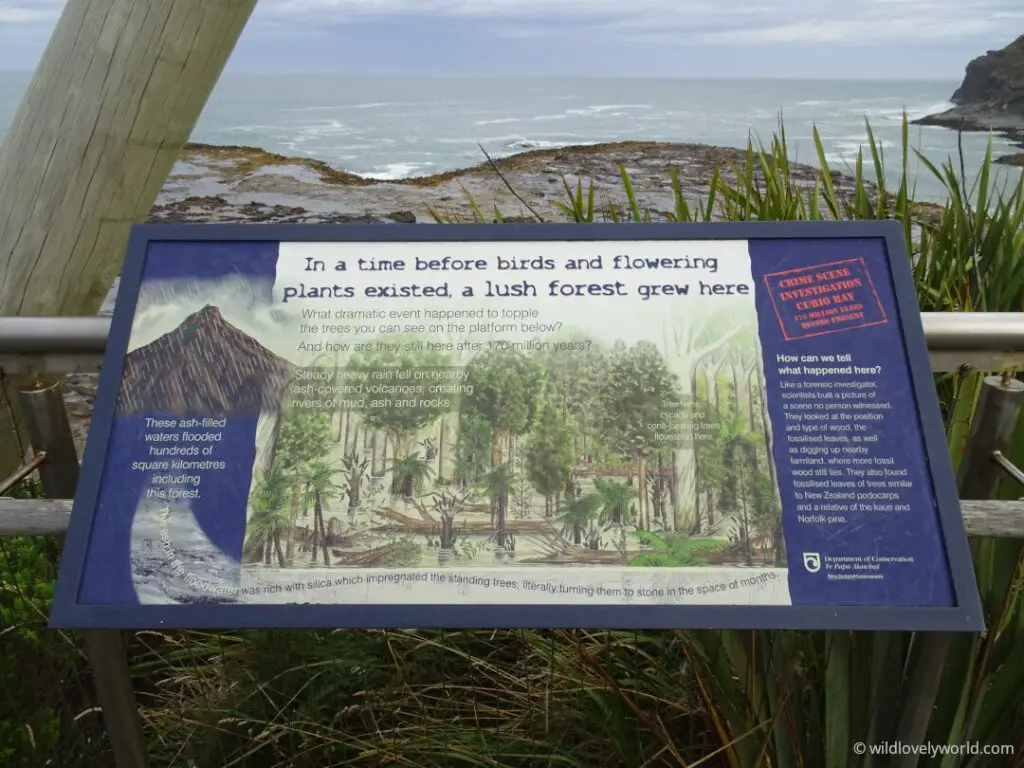sign at the petrified forest, curio bay. it says "in a time before birds and flowering plants existed, a lush forest grew here"