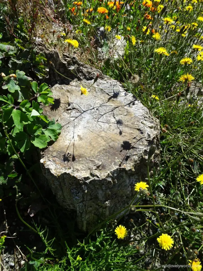 petrified wood log surrounded by daffodils out the waikawa museum in curio bay