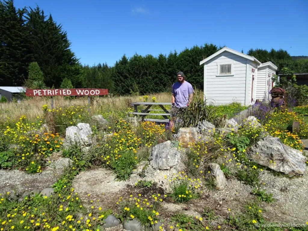 fiachra at the waikawa district museum outside with lots of flowers, colonial style sheds and a hand painted sign saying 'petrified wood'