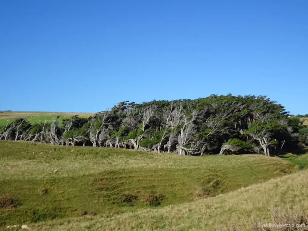 crooked and twisted windswept trees, with white branches and dark green leaves, in a golden field with a blue sky - located at slope point, south island, new zealand