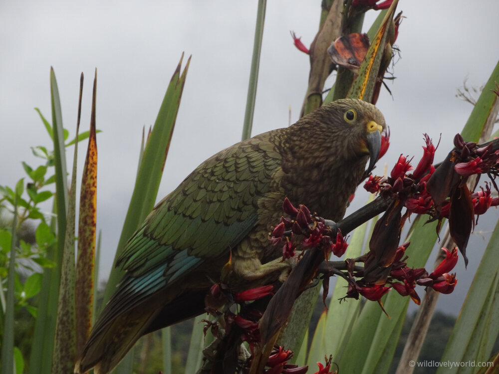 kea alpine parrot in new zealand on the west coast in fox glacier top 10