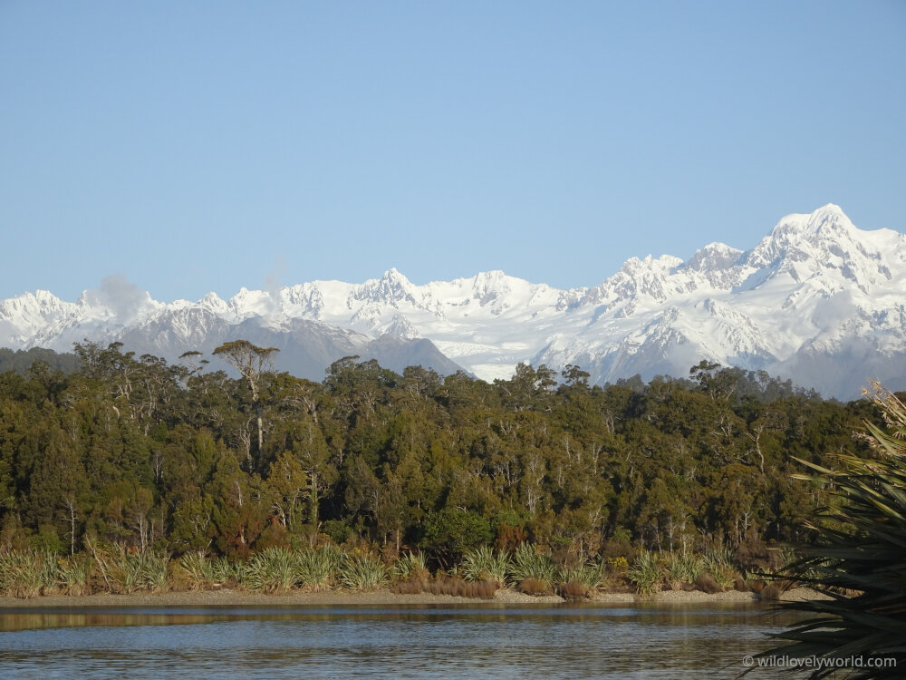 view of the new zealand southern alps from gillespies beach, snowy mountain range, green rainforest, river water