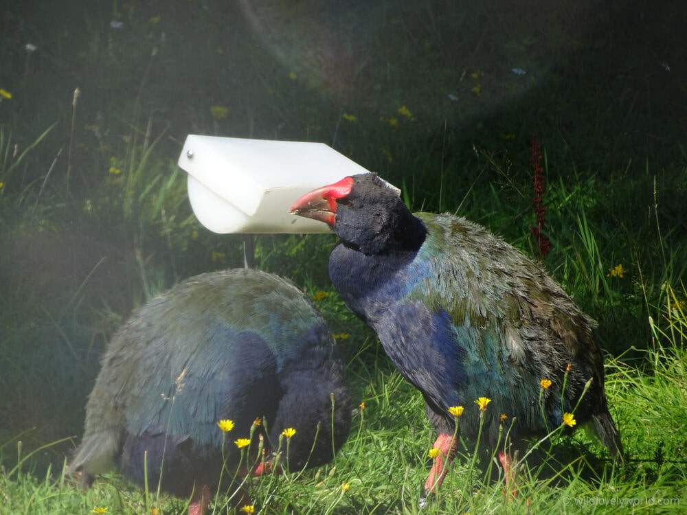 takahe bird at the te anau bird sanctuary