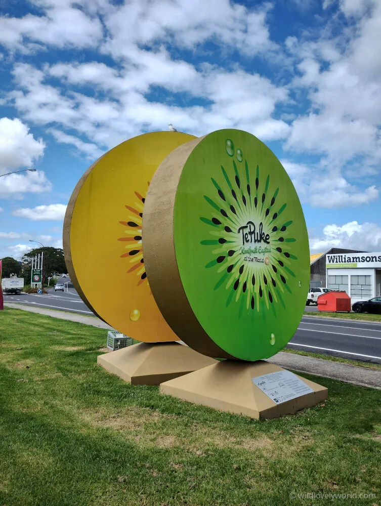 te puke kiwi capital of the world giant kiwi fruit sculpture - big things in north island new zealand