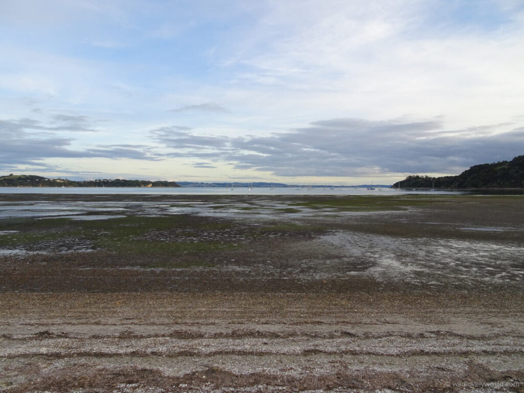 blackpool beach waiheke island at low tide - muddy flats and gravel beach, with sailing boats visible in the distance