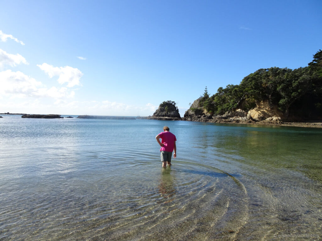 fiachra standing knee deep in clear rippling water at enclosure bay beach on waiheke island on a sunny day