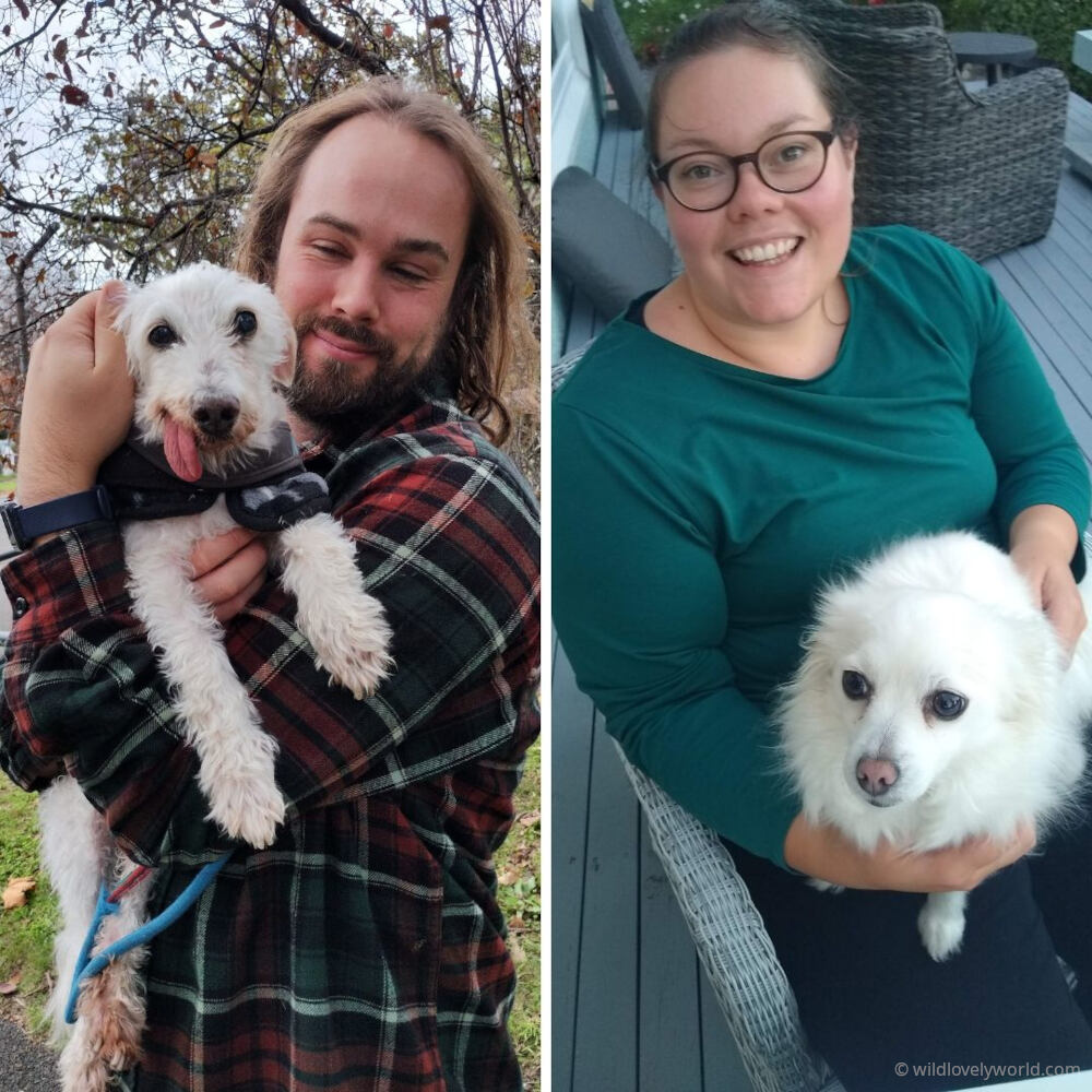 two photos, one of fiachra holding a small white dog with its tongue sticking out, the second of lauren sitting in a chair with a different small white dog on her lap