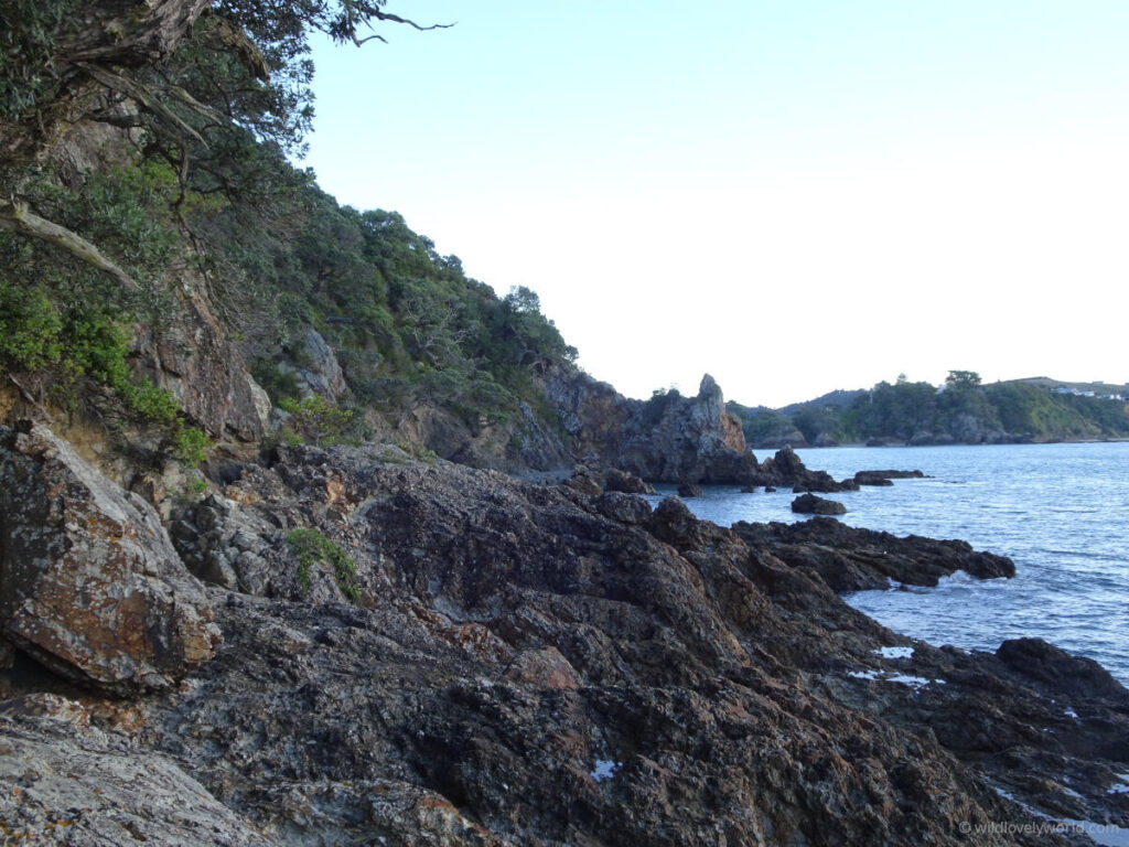 fishermans rock on waiheke island - a rocky headland at low tide showing sea creatures on the rocks and rock pools, backed by trees