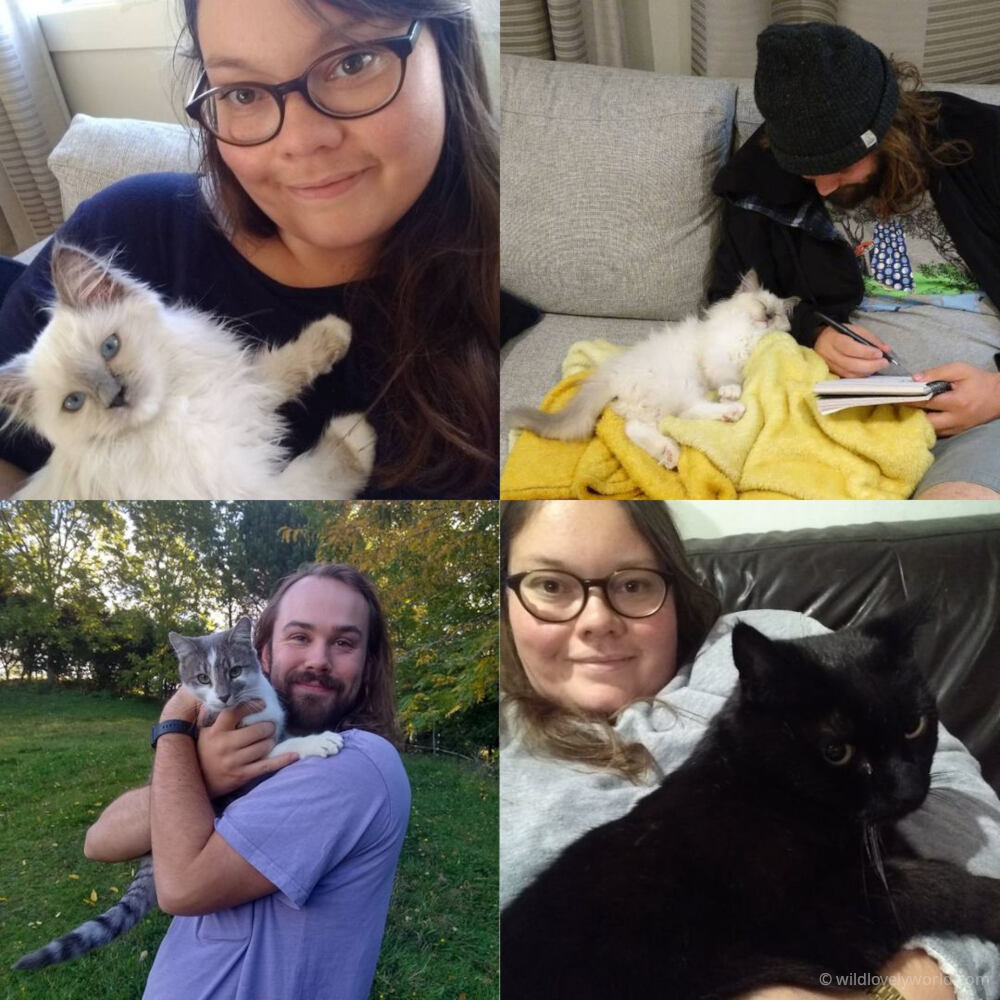 a grid of four photos, showing fiachra and lauren with different cats, including a grey cat, a black cat and a white ragdoll kitten