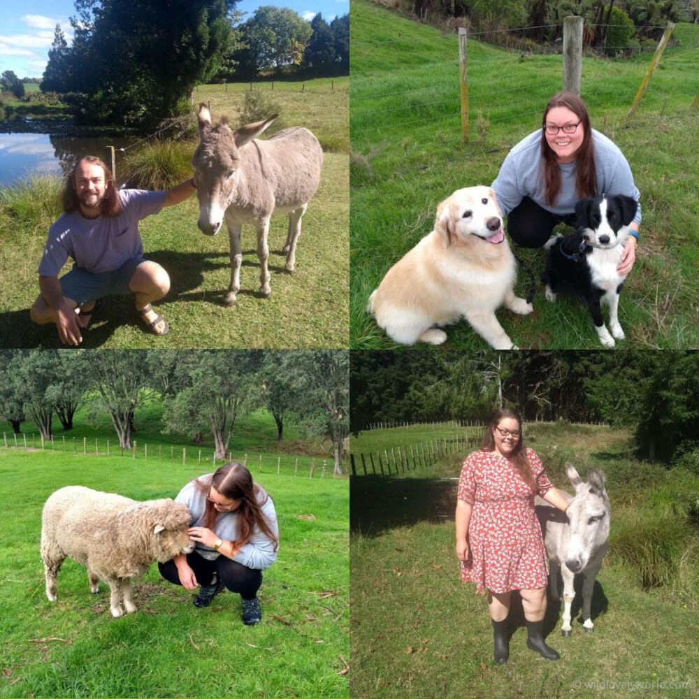 a grid of four photos, showing fiachra and lauren with different animals, including donkeys, dogs and a sheep