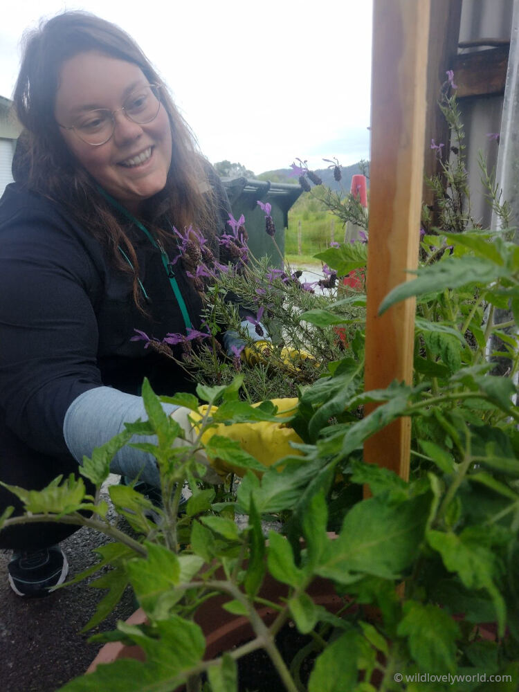 lauren crouching down and smiling white looking at tomato plants and lavender plants