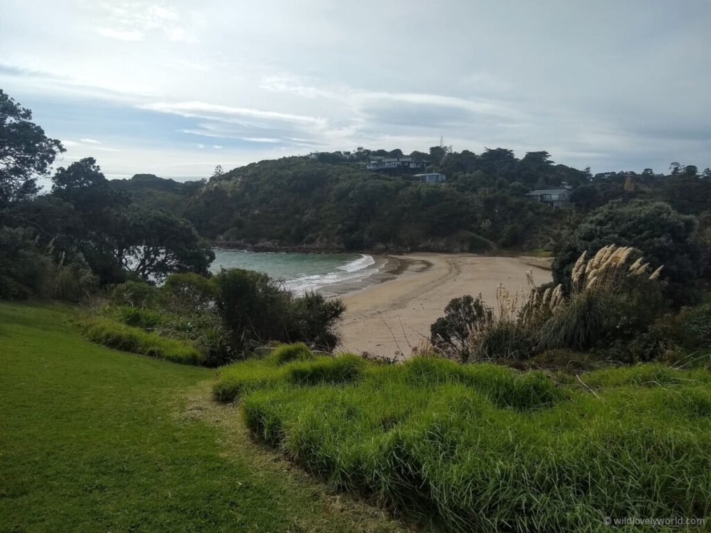 a view of little oneroa beach on waiheke island in auckland new zealand. grass in the foreground, the sandy bay with waves, surrounded by trees, and a hill in the distance topped with houses