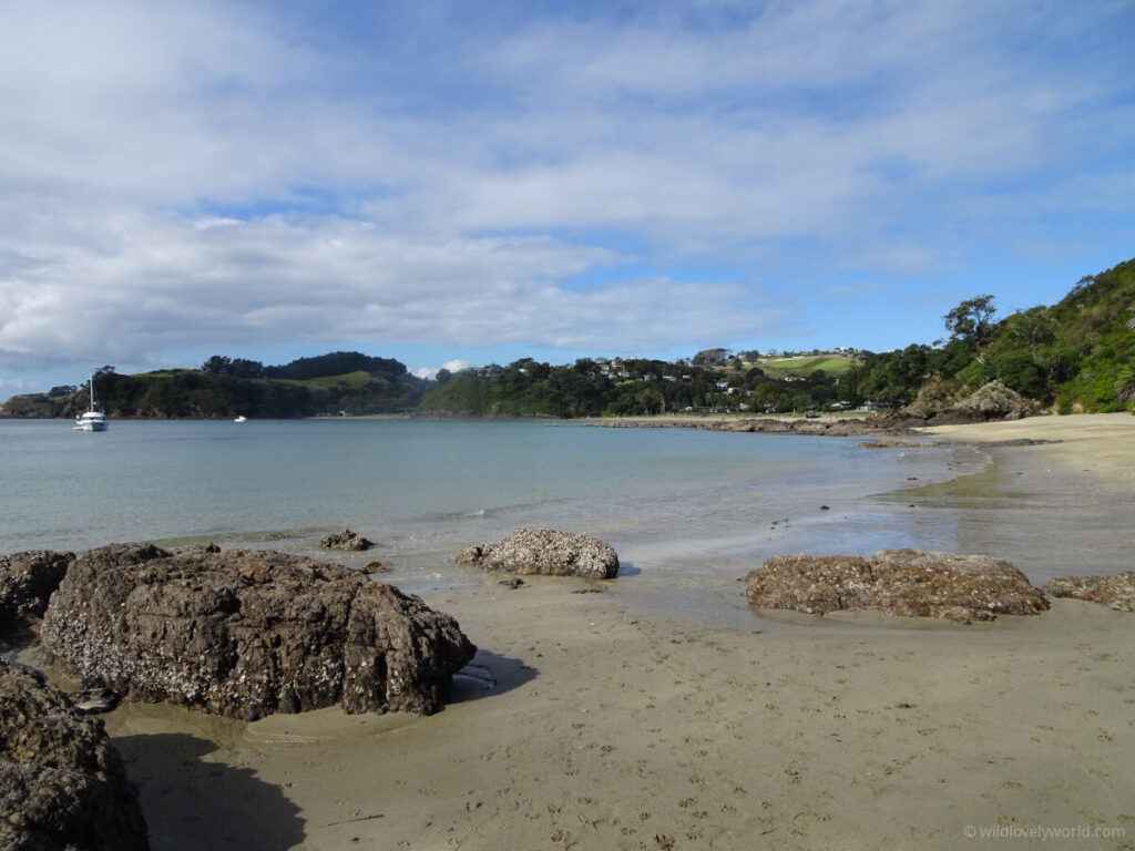 little palm beach on waiheke island - rocks in the sand, a sailing boat on the water, trees, hills and houses by the shore