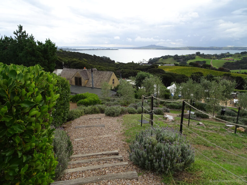 views of mudbrick vineyards terraced gardens, buildings on waiheke island and across the bay to rangitoto island, auckland, new zealand