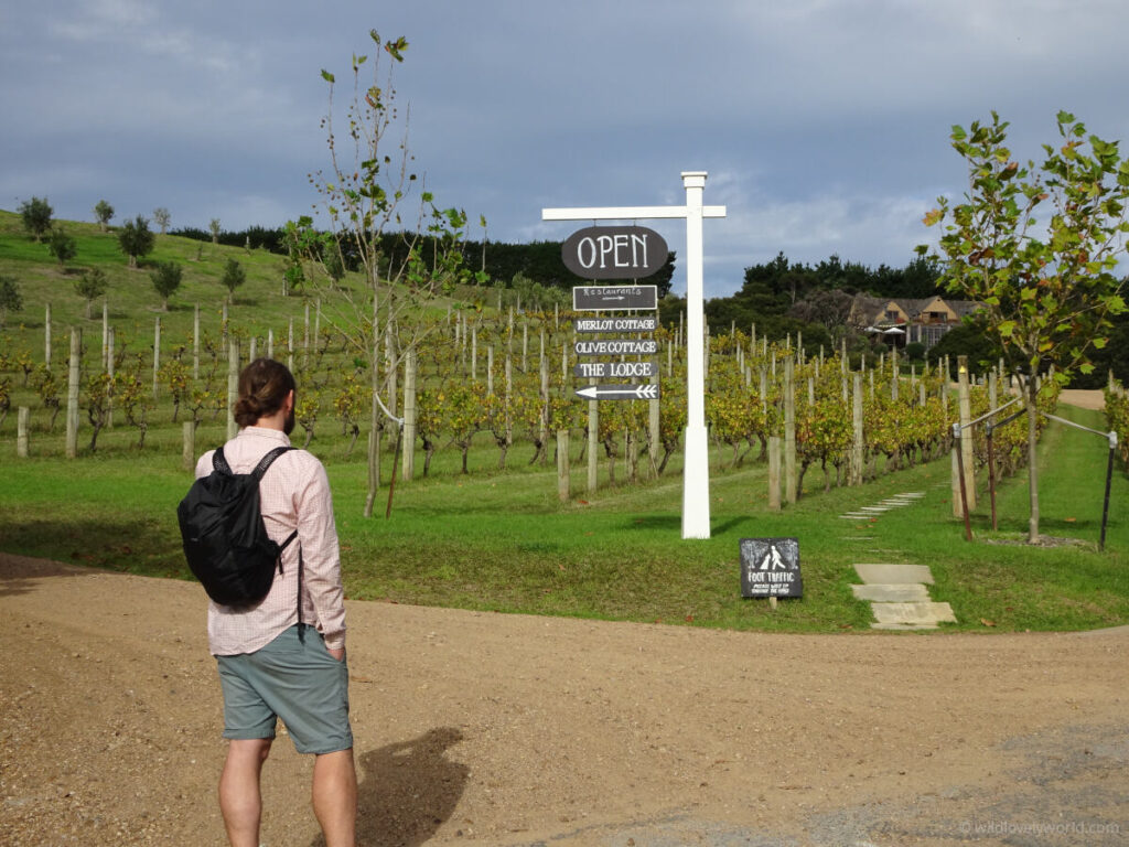 fiachra standing facing a large white direction signpost that says OPEN and points directions to the mudbrick vineyard cellar door on waiheke island wineries, with rows of vineyards in the background