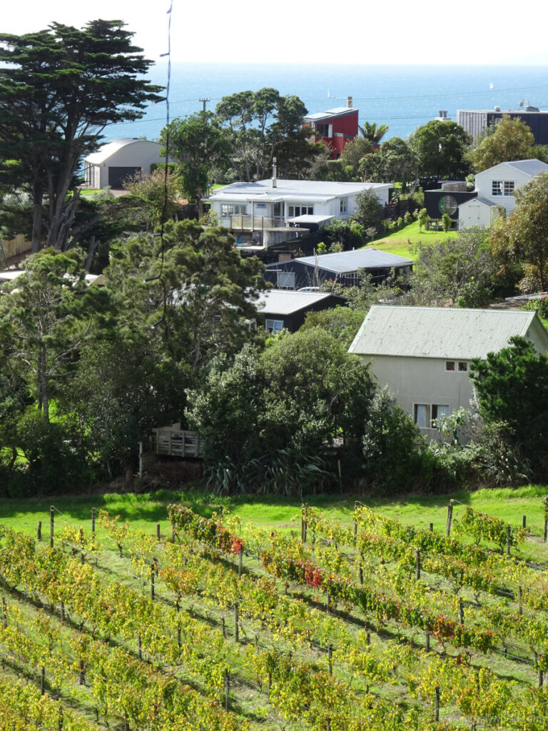 rows of vineyards with houses behind and the sea in the background - photo taken at casita miro vineyard on waiheke island