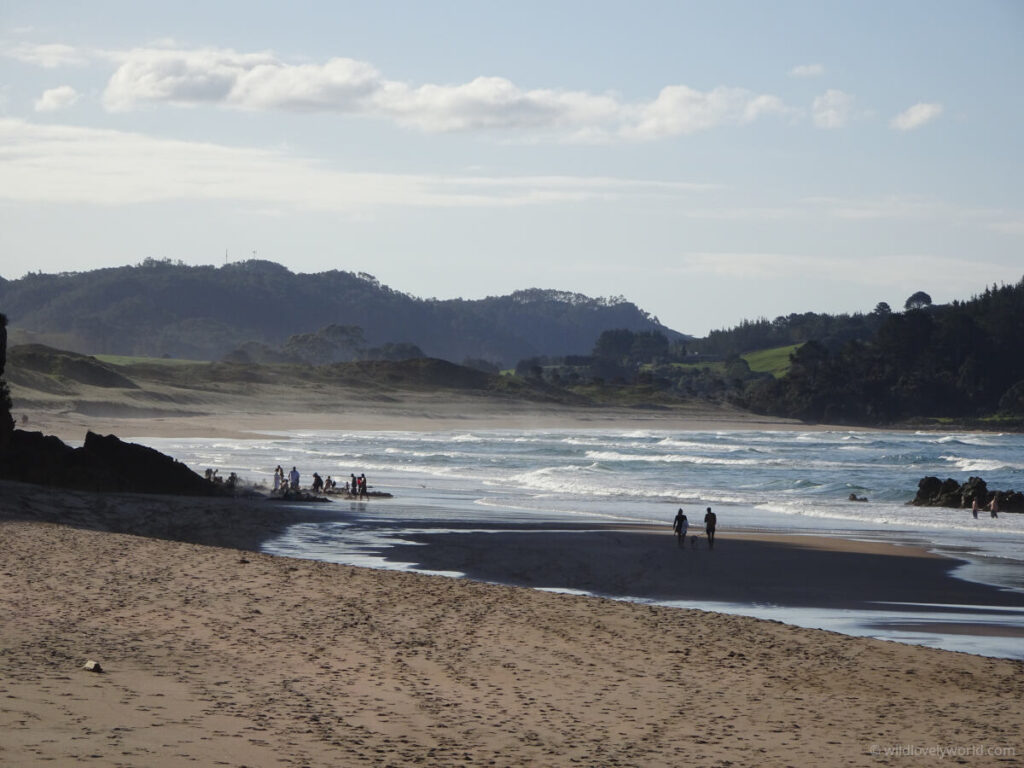 wide view of coromandel's hot water beach, showing the sandy beach, ocean and waves on the right, a group of people on the left sitting in the sand in dug holes, steam rising, hills covered with trees in the distance, north island, new zealand