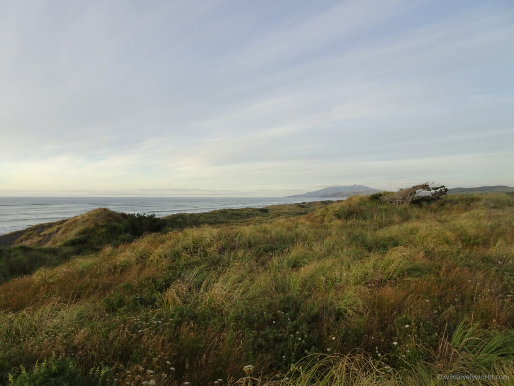 view across grassy sand dunes above kawhia ocean beach (hot water beach), new zealand