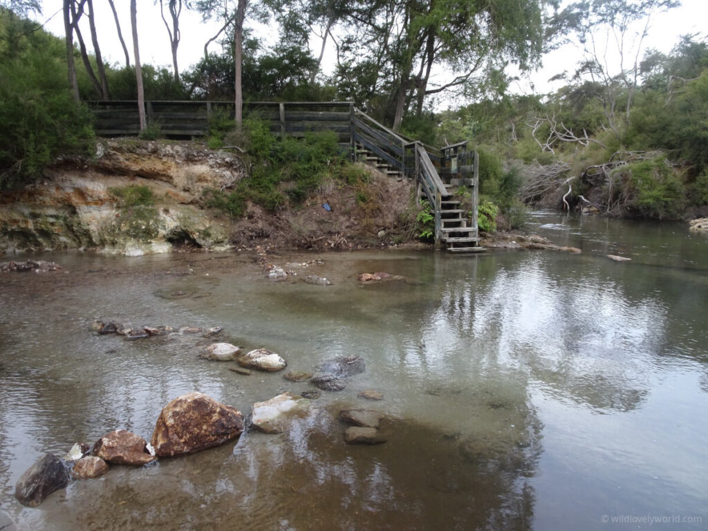 view of hot 'n' cold natural wild geothermal hot spring and river, showing steps leading down to the water, rocks in the water and trees on the banks - natural hot pools and springs north island new zealand