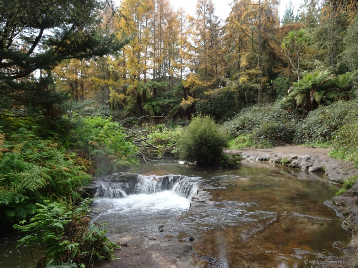 hot pools and a small waterfalls in wild natural forest with green and yellow color leaves, at kerosene creek natural hot springs geothermal area near waiotapu and rorotura, north island new zealand