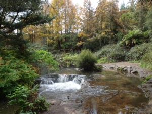 hot pools and a small waterfalls in wild natural forest with green and yellow color leaves, at kerosene creek natural hot springs geothermal area near waiotapu and rorotura, north island new zealand