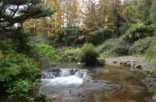 hot pools and a small waterfalls in wild natural forest with green and yellow color leaves, at kerosene creek natural hot springs geothermal area near waiotapu and rorotura, north island new zealand