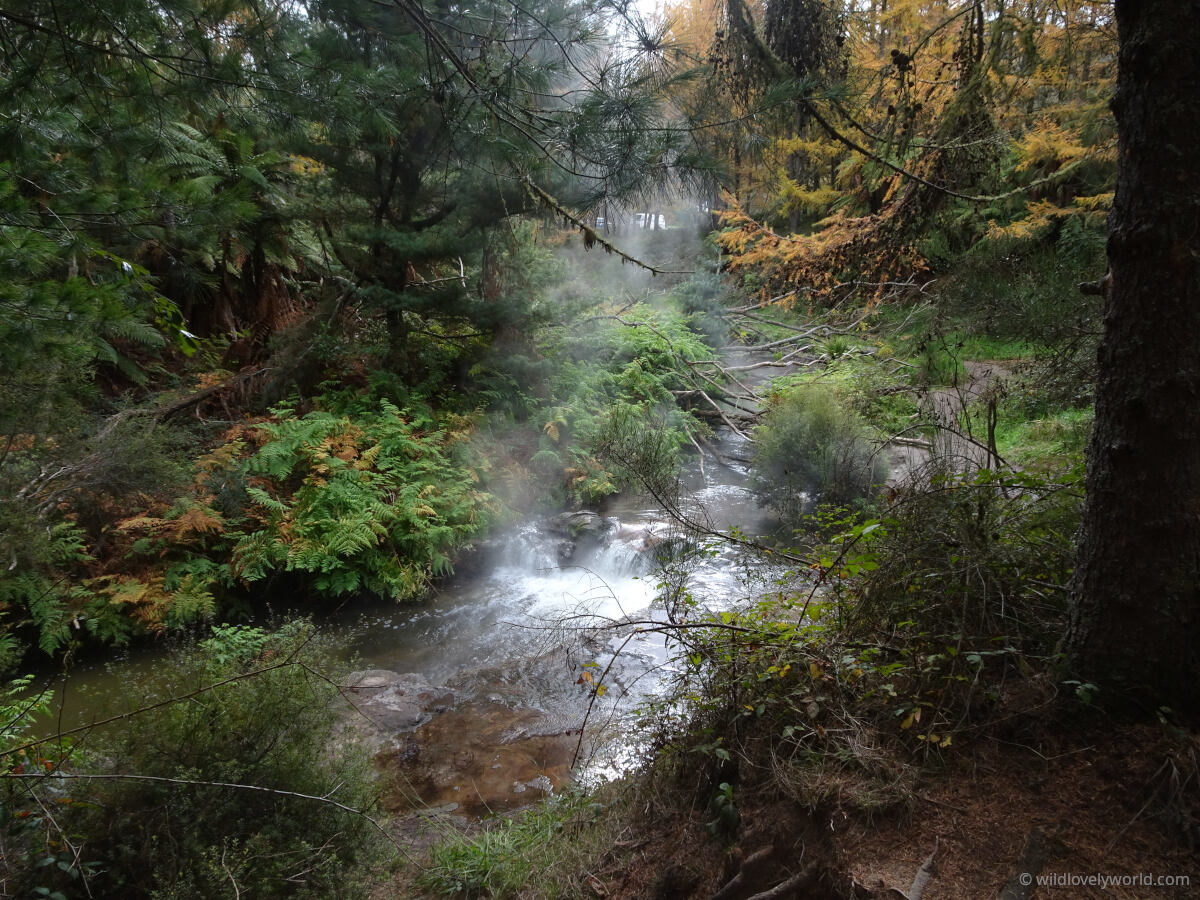 steaming hot river with a waterfalls, surrounded by green and golden trees and ferns, picturesque view of kerosene creek, natural hot river and geothermal spring in north island new zealand, near rotorua