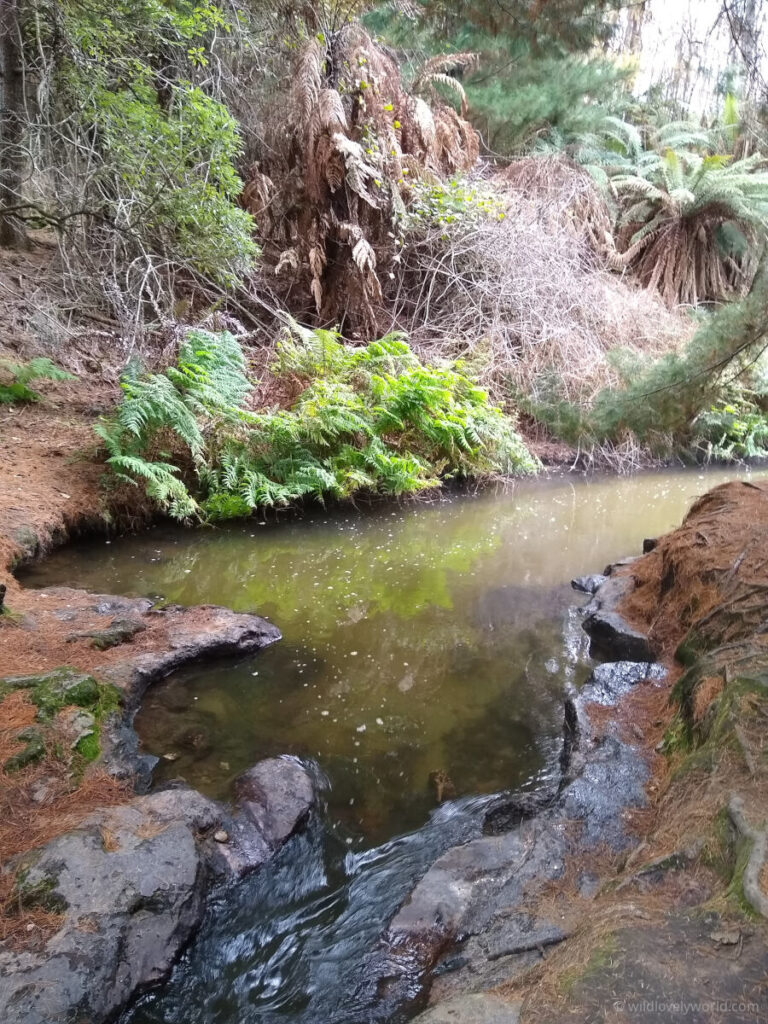 kerosene creek natural geothermal hot spring river, a wild hot spring, view of natural hot pool with brown colour river water with debris on top, surrounded by rocky banks and ferns, north island, new zealand