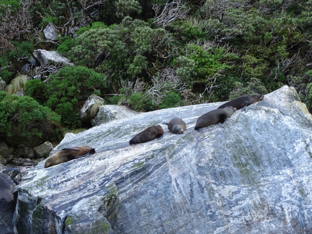 new zealand fur seals lying on a rock in milford sound