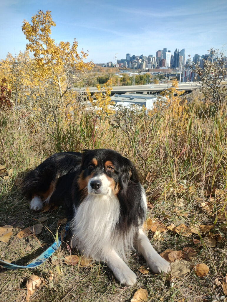 australian shepherd dog with calgary skyline
