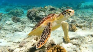 turtle with coral at the gili islands lombok indonesia
