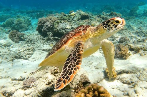 turtle with coral at the gili islands lombok indonesia
