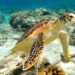 turtle with coral at the gili islands lombok indonesia