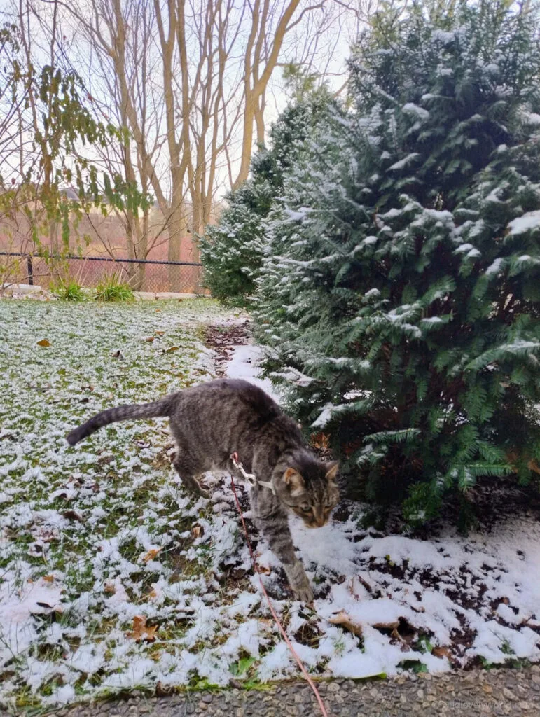 tabby cat walking through snow