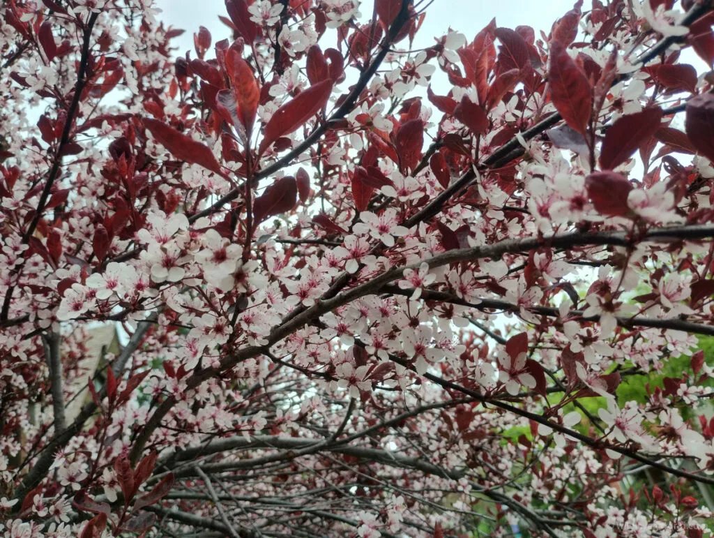 pretty red leaves and pink blossom on a tree