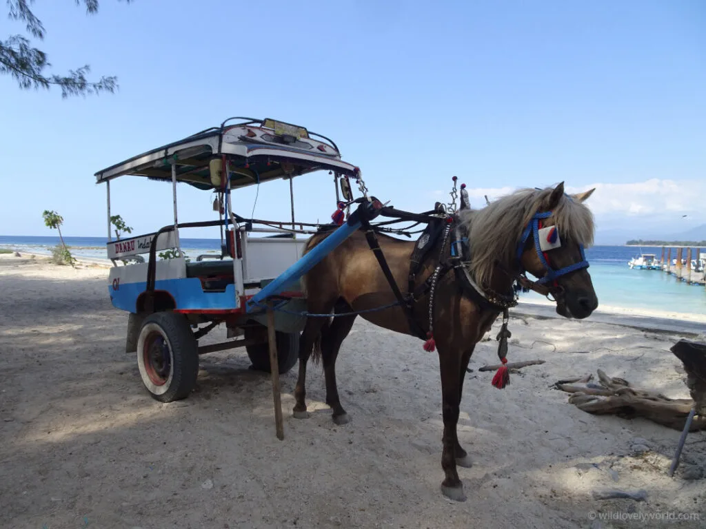 gili islands cidomo horse and cart
