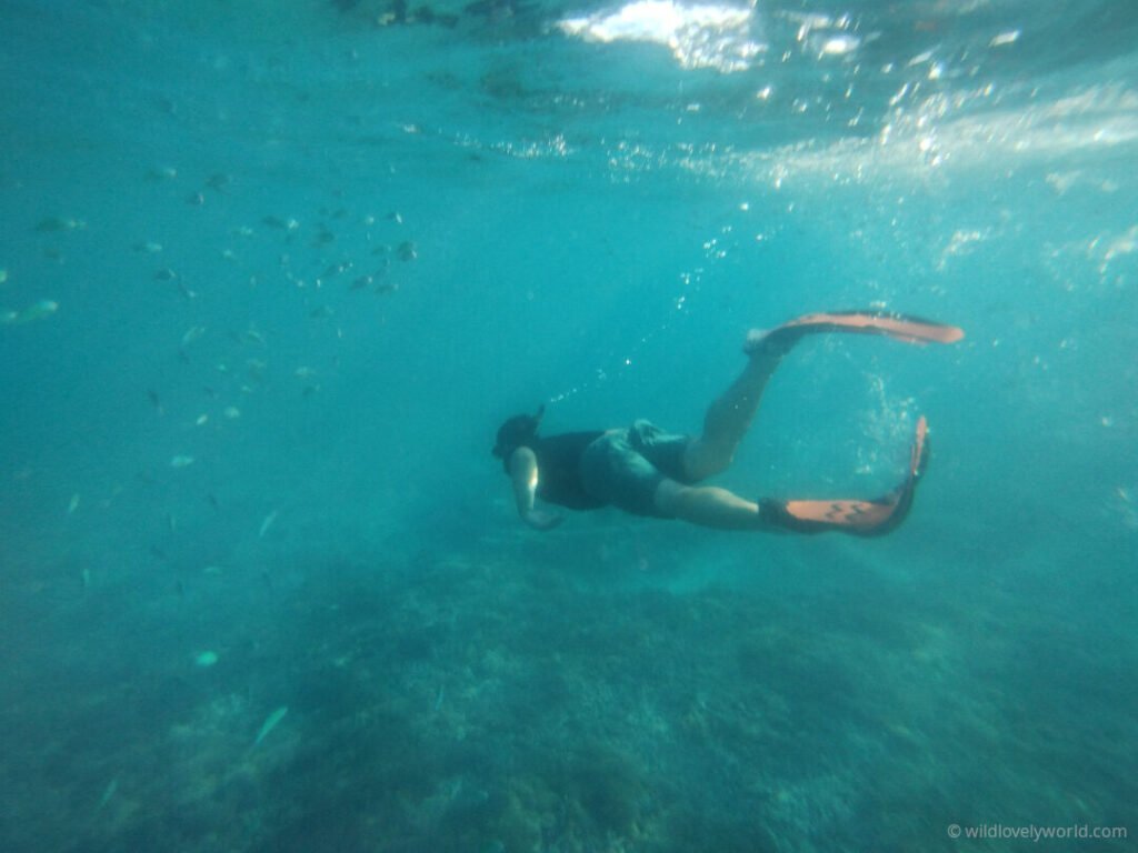 fiachra snorkelling and diving underwater above coral gardens with a school of fish on gili meno island indonesia
