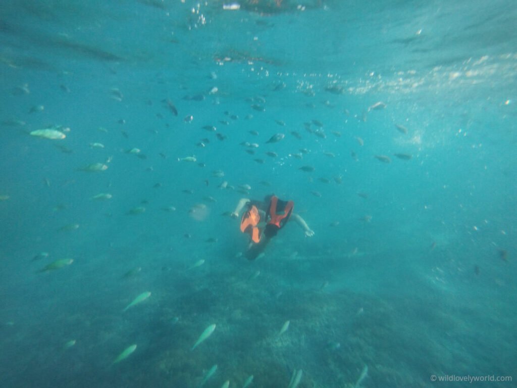 fiachra snorkelling with a school of silver fish at the best snorkelling spot on gili meno island lombok indonesia