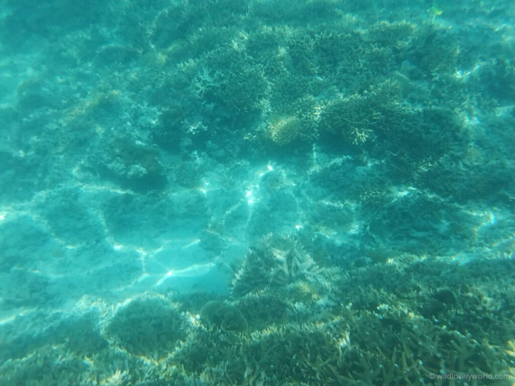 underwater photo of gili meno coral at the snorkelling spot in front of mahamaya resort indonesia