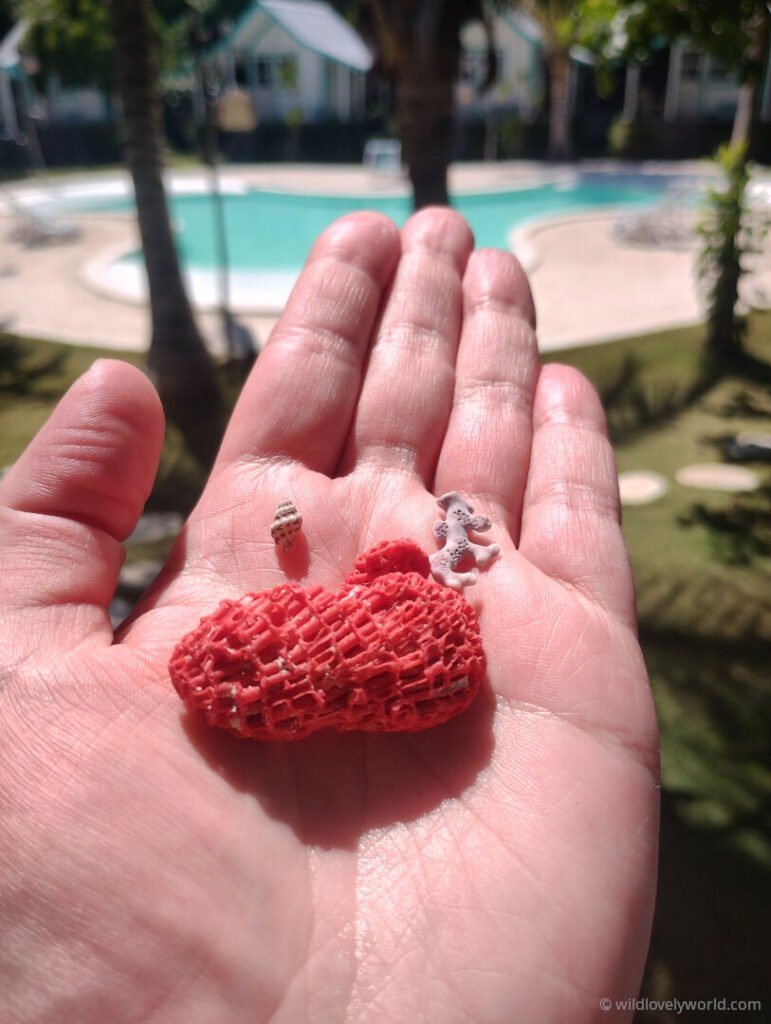 hand holding red coral, a tiny shell and a purple coral, with a pool in the background