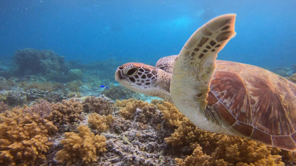 close up of turtle swimming underwater at the gili meno island in indonesia