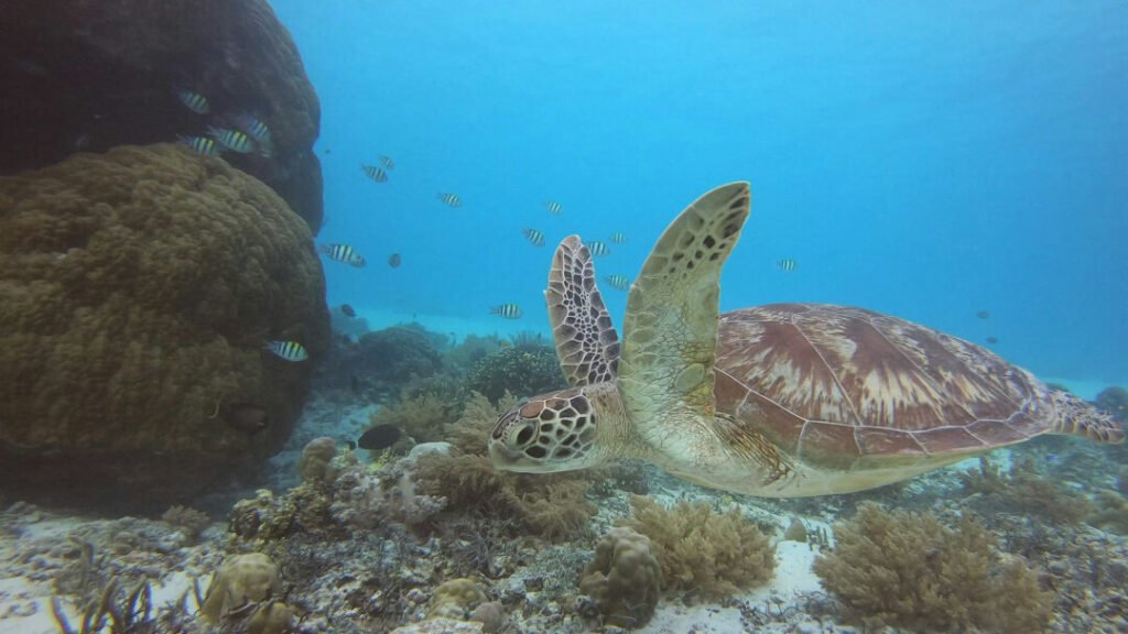 sea turtle swimming underwater with fish and coral in the gili islands lombok indonesia