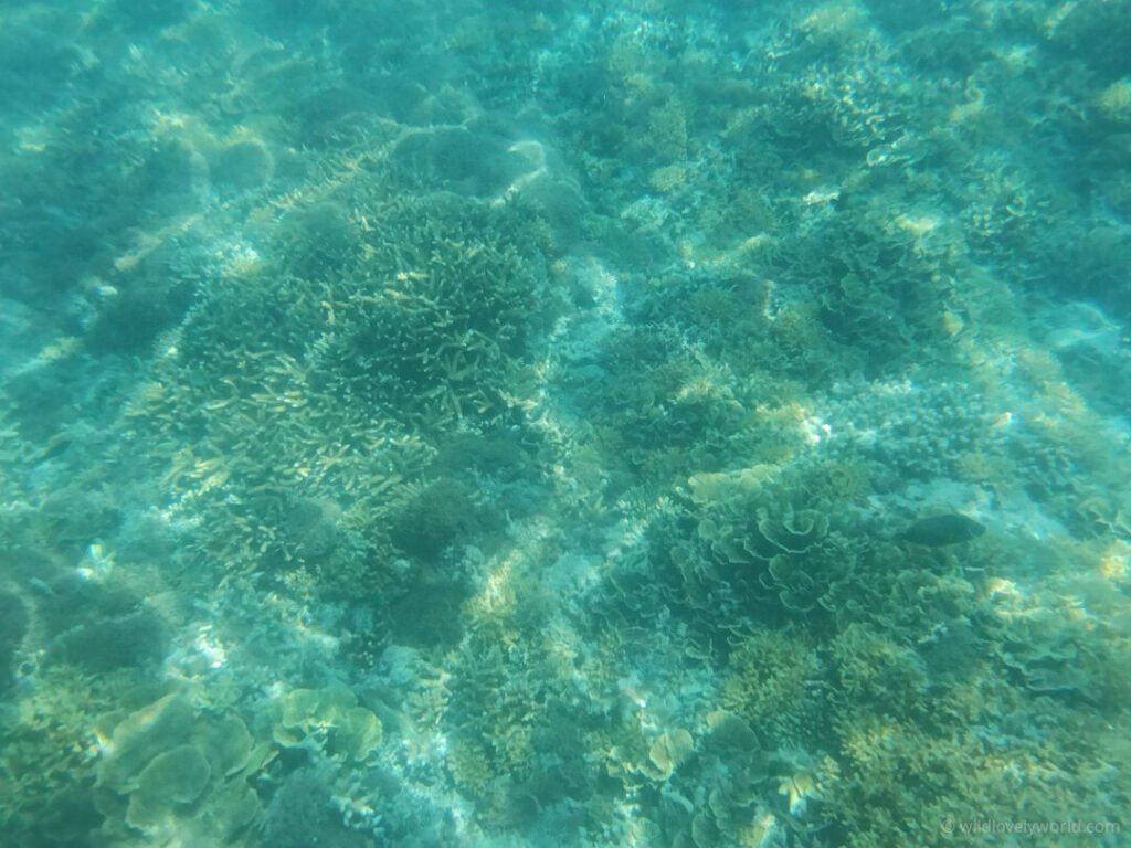 photo taken of coral reef with fish and sunlight patterns while snorkelling at gili meno in lombok indonesia