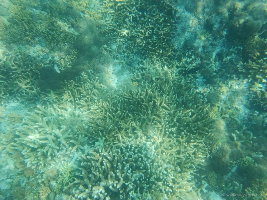 underwater photo of coral seen while snorkelling gili meno lombok indonesia