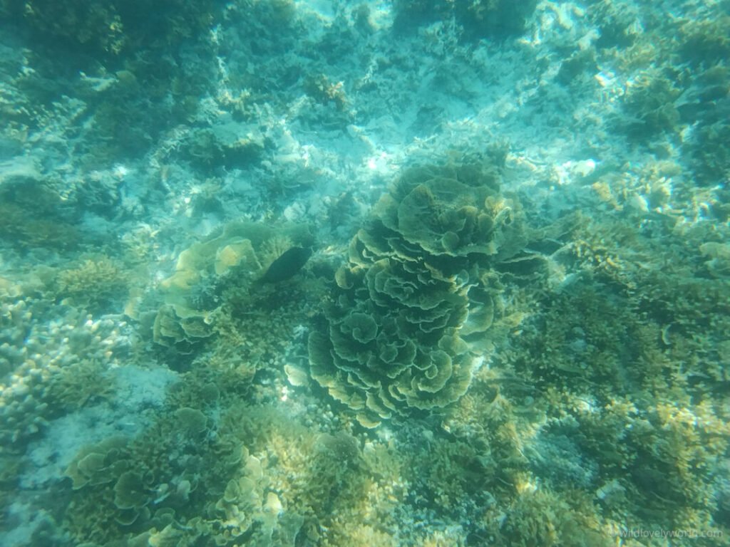 underwater photo of coral and fish seen while snorkelling in gili meno gili islands lombok indonesia