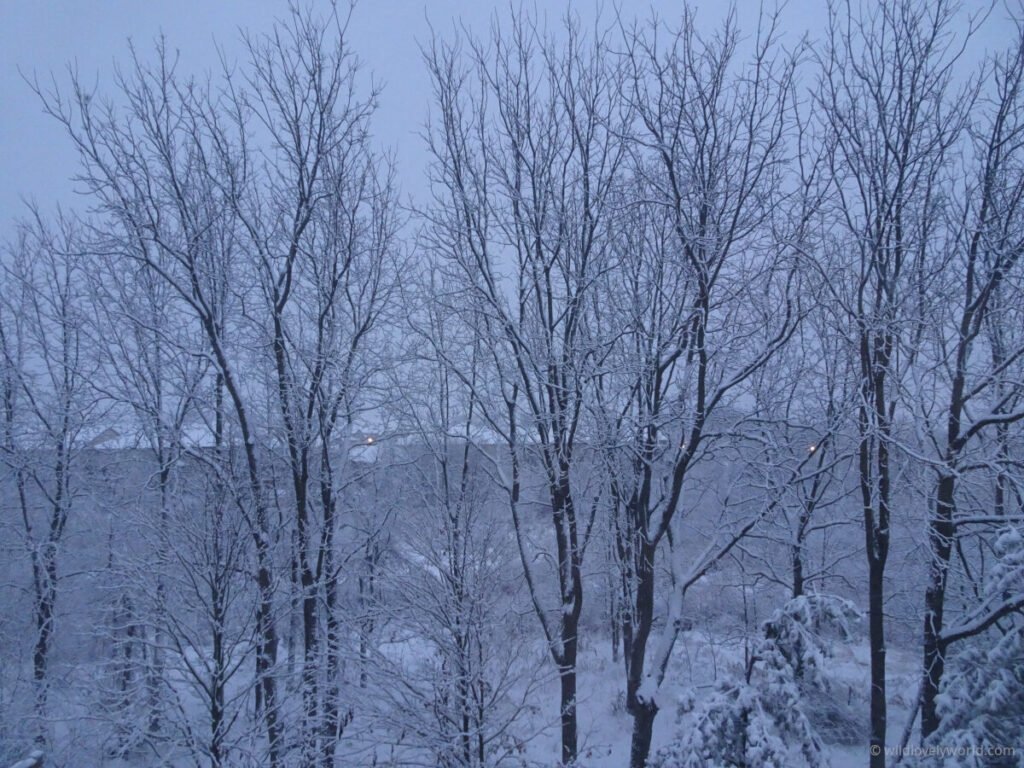 trees covered in snow in winter