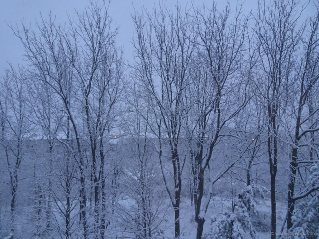 trees covered in snow in winter