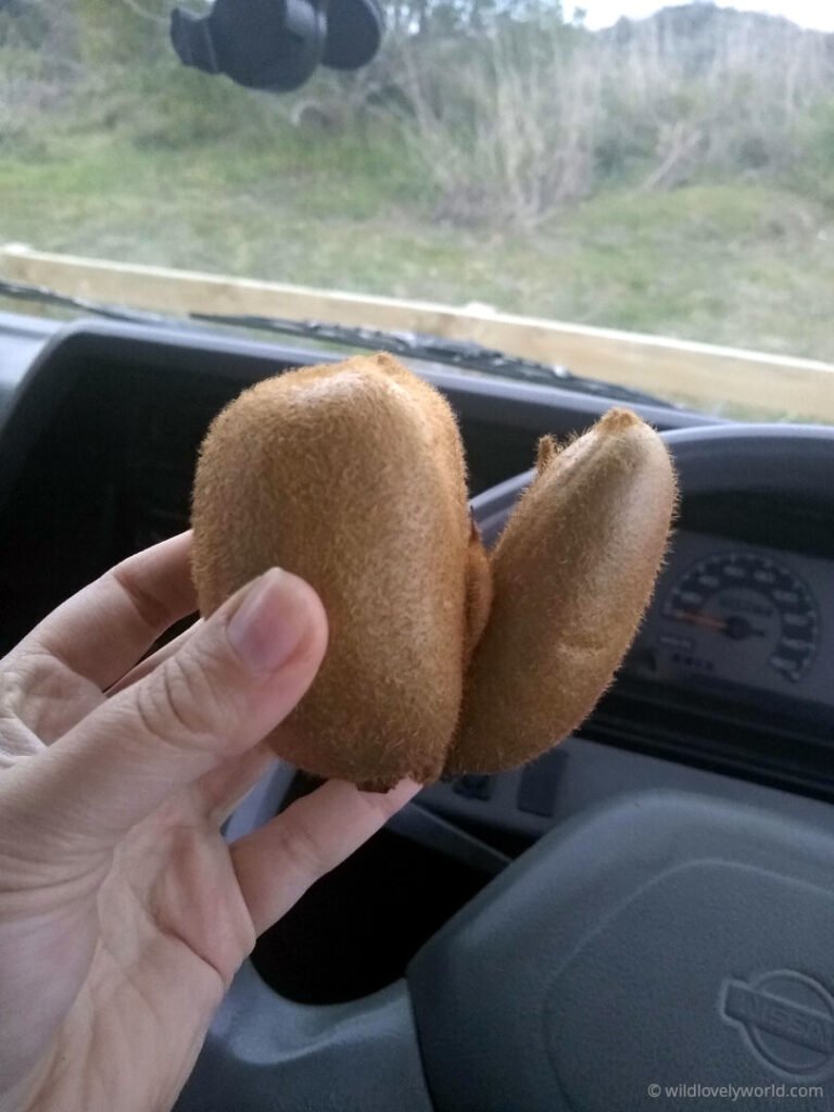 a kiwifruit with an interesting protrusion (looks like male genitalia)