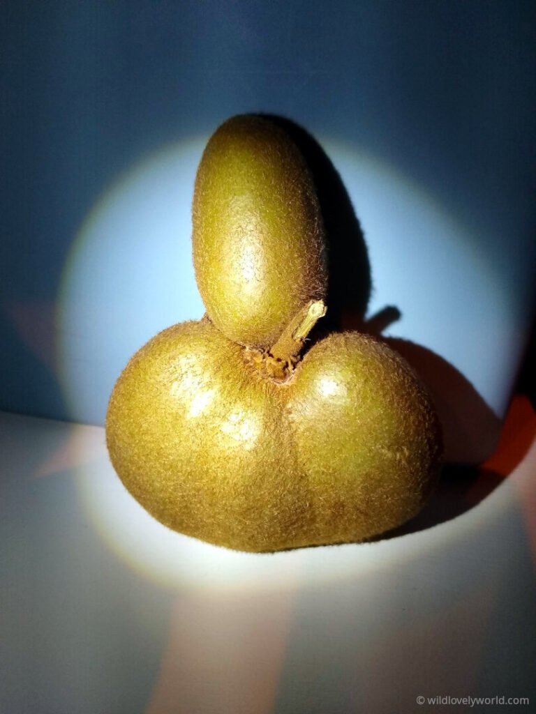 4 kiwifruit merged together